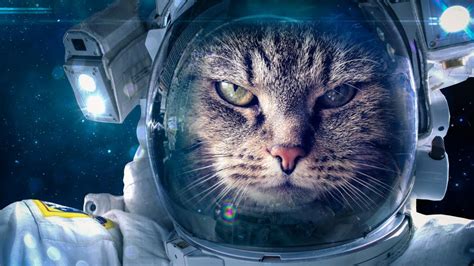 Astronaut Cat In The Space Backiee