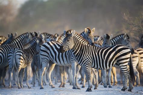 Africas Top 12 Safari Animals And Where To Find Them Animals Rare