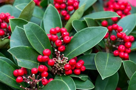 Types Of Holly Plants