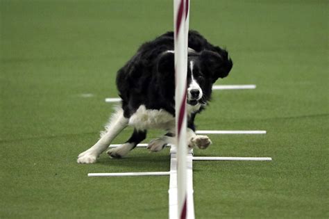 Dog agility aces compete as Westminster show opens