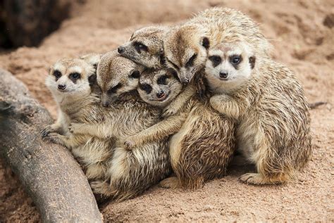Meet The Meerkats Christmas Experience And Farm Entry Sheffield Wowcher