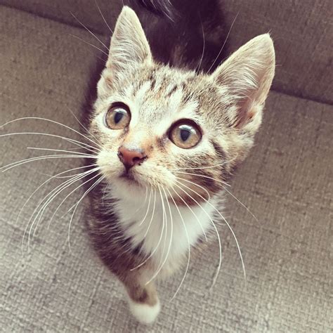 3 Cute Grey And Tabby Kittens For Sale Newport Newport