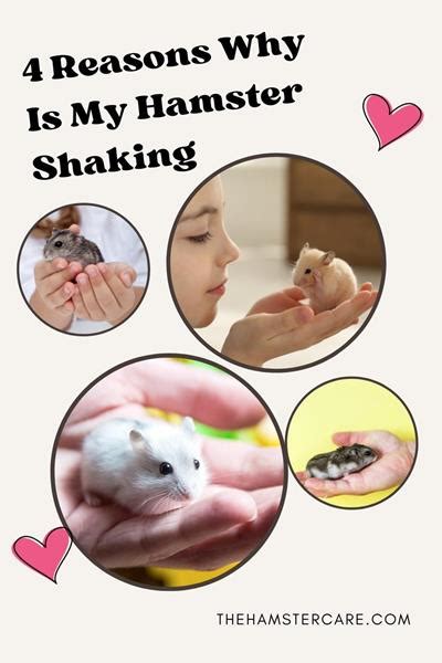 4 Reason Why Is My Hamster Shaking Causes And Remedies