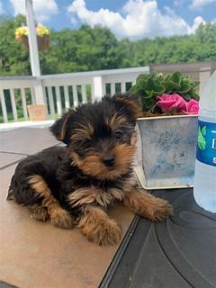 Dog Breeders Lancaster