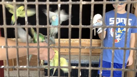 Beautiful Birds Feeding From Our Hands Parakeets YouTube