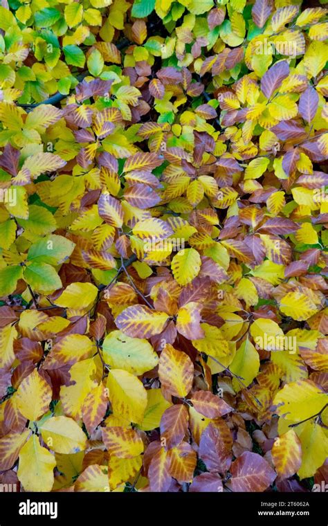 Autumn European Beech Foliage Fagus Sylvatica Marmostar Stock Photo