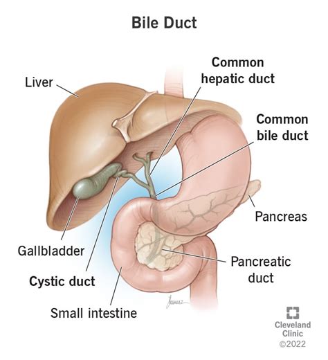 Liver And Bile Duct Anatomy Sexiz Pix