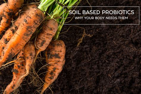 Soil Based Probiotics Why Your Body Needs Them The Healthy Patch