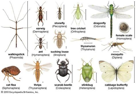 Insect Definition Facts And Classification