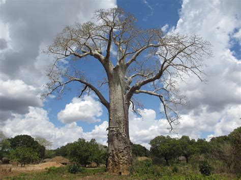 Adansonia Digitata A Baobab Tree In Intutupue Ancuabe Dis Flickr