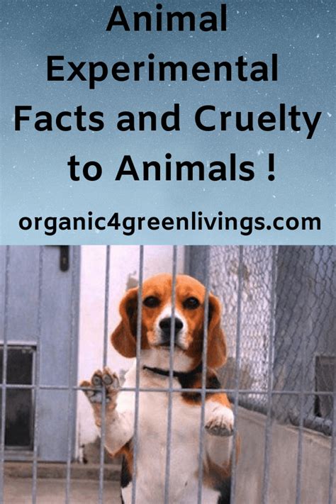 Animal Experimentaion And The Facts You Need To Know