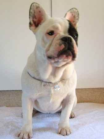 Unfortunately for the boston terrier and the french bulldog there are serious problems embedded into the structure of these breeds. More Frenchbo Bulldog Pictures