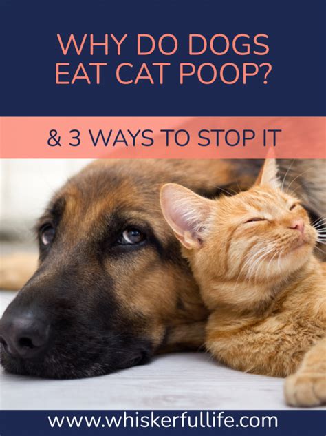My Dog Ate Cat Poop Now What Babelbark