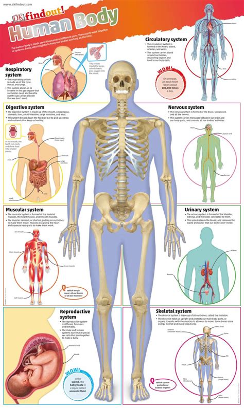 DKfindout! Human Body Poster | DK UK