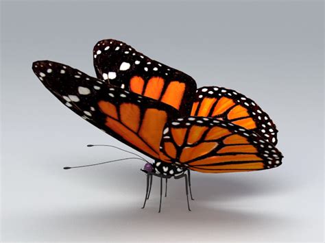 Monarch Butterfly 3d Model 3ds Max Files Free Download Cadnav