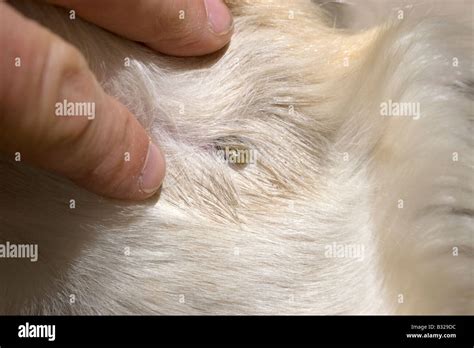 Close Up Tick In Dog S Fur Stock Photo Alamy
