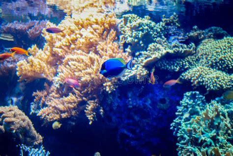 Beautiful Algae And Corals With Bright Colorful Fish In The Aquarium
