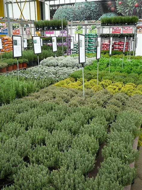 Verse kruiden planten voor gebruik in de keuken