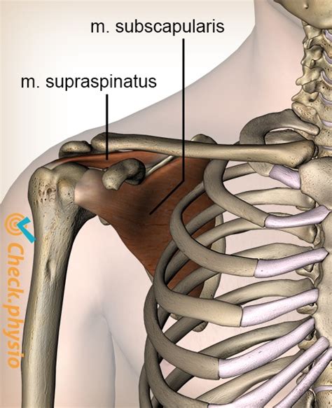 The supraspinatus muscle assists abduction of the arm and stabilization of the humerus head trps within the supraspinatus muscle elicit a referred pain felt as deep pain around the shoulder this situation could lead to a compression of supraspinatus tendon against the acromion (chaitow. Subscapularis Tendon Anatomy - Human Anatomy