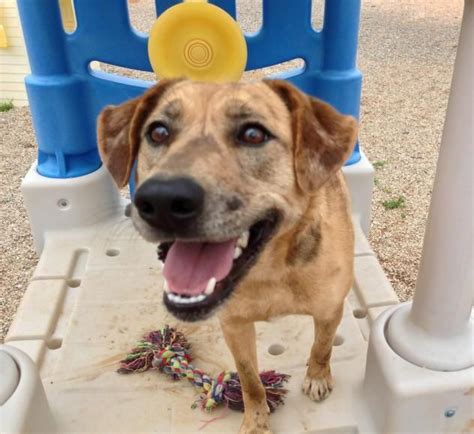 Apply to kennel assistant and more! ADOPTABLE DOG at Dolly Goodpuppy in Barnesville, GA. COPPERPOT is a 5 year old female Catahoula ...