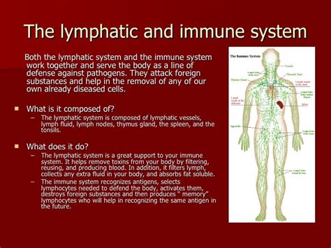 Immune System Body System Diagram