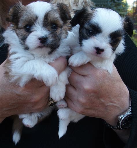 Contact puppies for sale in michigan on messenger. Miki.com | Mi-Ki Puppies for Sale | Rare Gem Mi-Kis