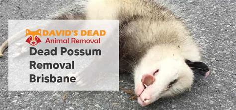 Dead Possum Removal Brisbane Possum Eviction Brisbane