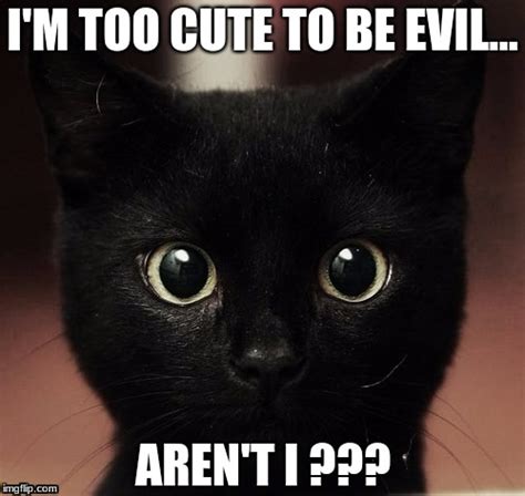 Evil Smirk Meme Funny Animal Memes Animal Memes Funny Memes