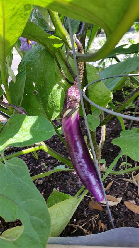 The size and shape of the fruit was similar to those of goose in britain, the eggplant is called an aubergine. Ping Tung Eggplant almost ready. | Eggplant, Vegetables ...