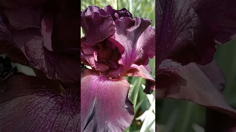 A Beautiful Iris Flower To Help You Smile 😁 Iris Macrovideo Flower Burgundy Youtube