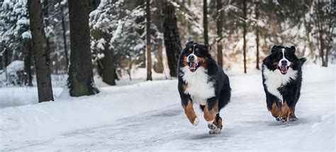 Bernese Mountain Dog Pdsa