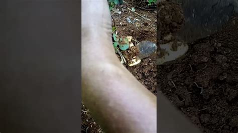 We did not find results for: 008. Panen kacang tanah. Daunnya menjadi pupuk. - YouTube