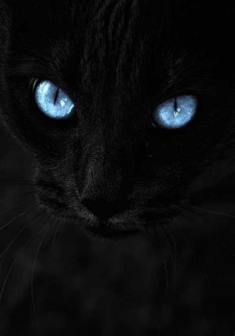 Black Cat With Light Blue Eyes Black Eyes Ivory