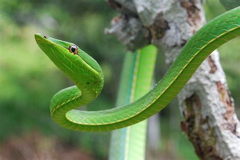 Green Vine Snake Yasuni Vine Snake Snake Facts Animals