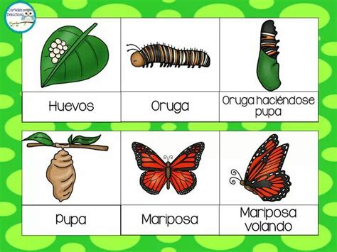 453 Best Proyecto Las Mariposas Images On Pinterest Didactico Vida Y