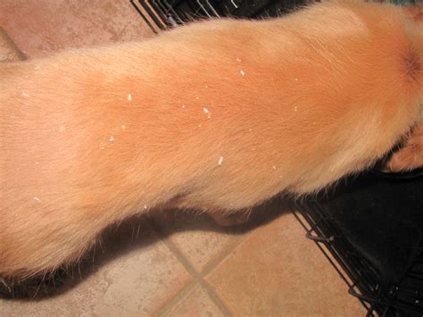 Seriously Flaky Skin In Puppy Golden Retriever Dog Forums