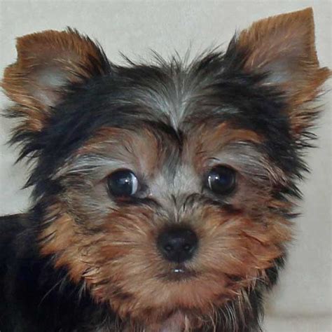 See more of sunshine state yorkie puppies in florida on facebook. Yorkie - Yorkshire Terrier Puppy for Sale in Boca Raton, South Florida.