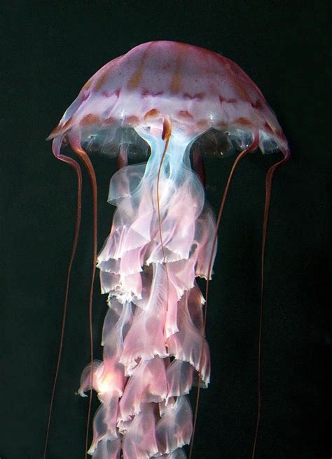 Juvenile Purple Striped Jellyfish By Smc Images Jellyfish Ocean