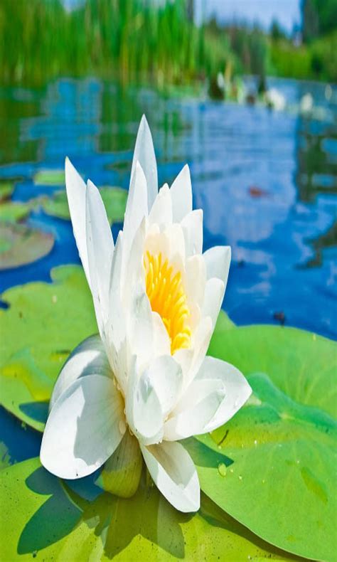 Water Lilies Lotus Flower Live Wallpaper Uk Appstore For