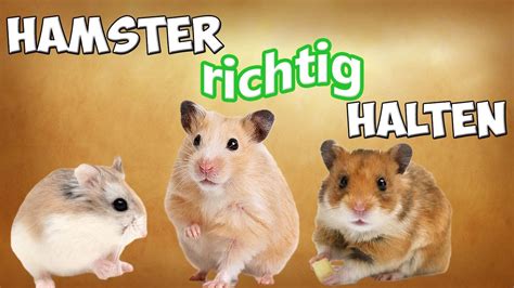 @properhamstercare #hamster #teddyhamster #syrianhamster #cute #hamsterhome #hamstersofinstagram #livethelittlethings #livenatural #wildanimals #lovely. Hamster / Zwerghamster als Haustier! Hamster artgerecht ...