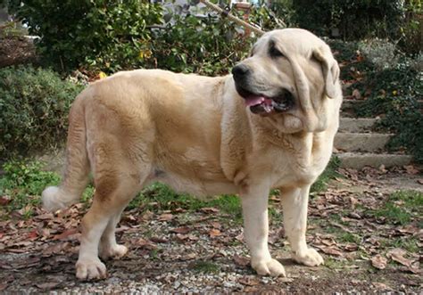 spanish mastiff dog breed characteristic daily  care facts