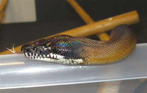 White Lipped Python White Lips Snake Reptiles