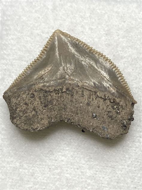 Squalicorax Pristodontus Fossil Cretaceous Crow Shark Tooth Bakrit