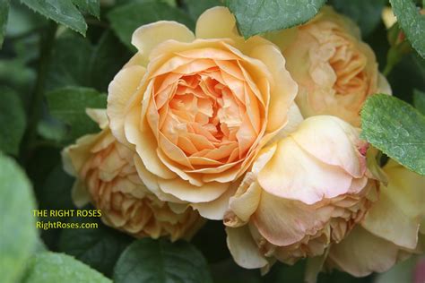 Charlotte Rose Review David Austin 1993 The Right Roses