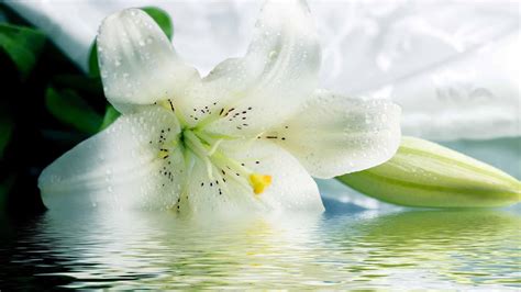 White Lily Hd Wallpaper Lily Wallpaper Lily Pictures Lily Images