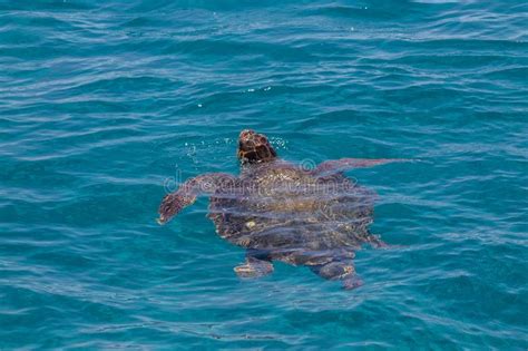 Caretta Caretta Big Sea Turtle Near Zakinthos Greece View From The