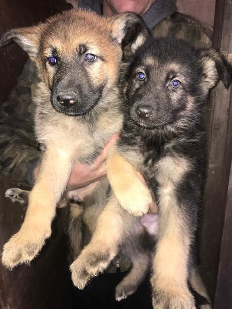 Pure Bred German Shepherds Born 10th August In Standish Manchester