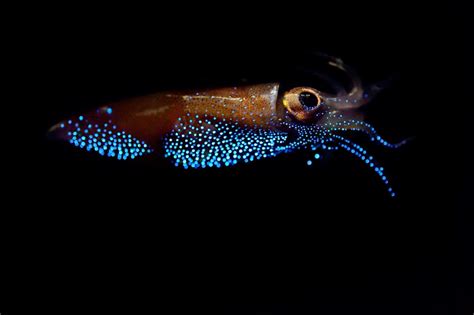 Top 10 Amazing Bioluminescent Organisms Bioluminescent Animals Deep