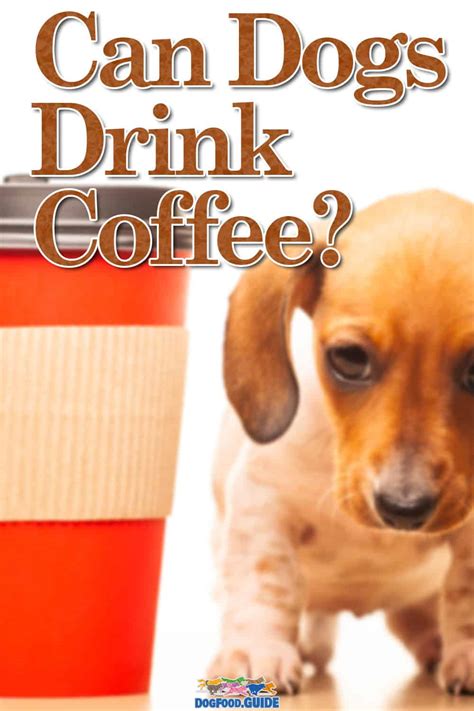 Can Dogs Drink Coffee 7 Warning Signs To Spot Poisoning