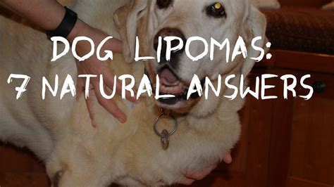 Dog Fatty Tumors How To Tell And Treat Lipomas At Home Youtube
